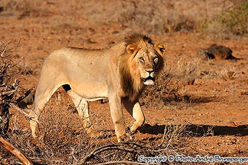 Lion