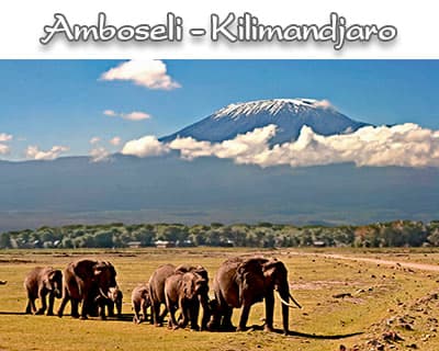 Eléphants devant le Kilimanjaro - circuit kenya