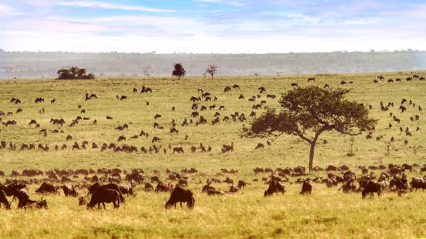 Safari Tanzanie Serengeti parc national de Tanzanie voyage
