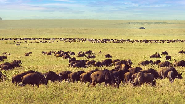 Safari Tanzanie Serengeti parc national de Tanzanie voyage