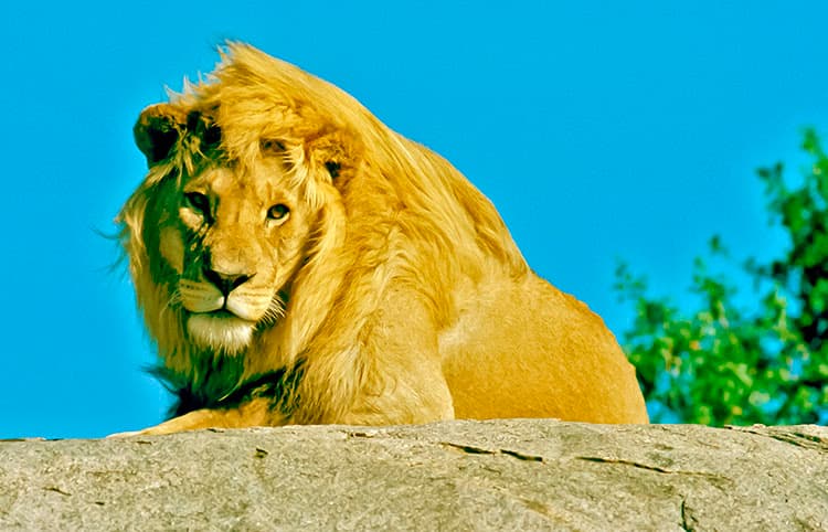 Lion - Safari Tanzanie Serengeti parc national de Tanzanie voyage