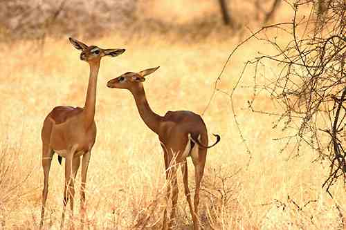 Gerenuk à Samburu