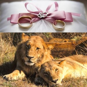 voyage de noces IMG1657 2 1