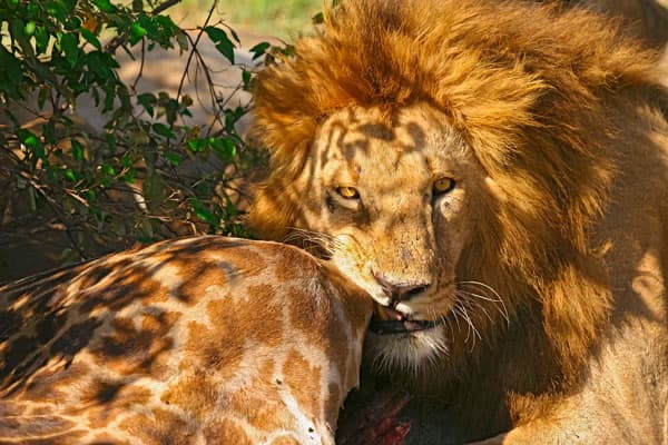 Lions Kenya safari