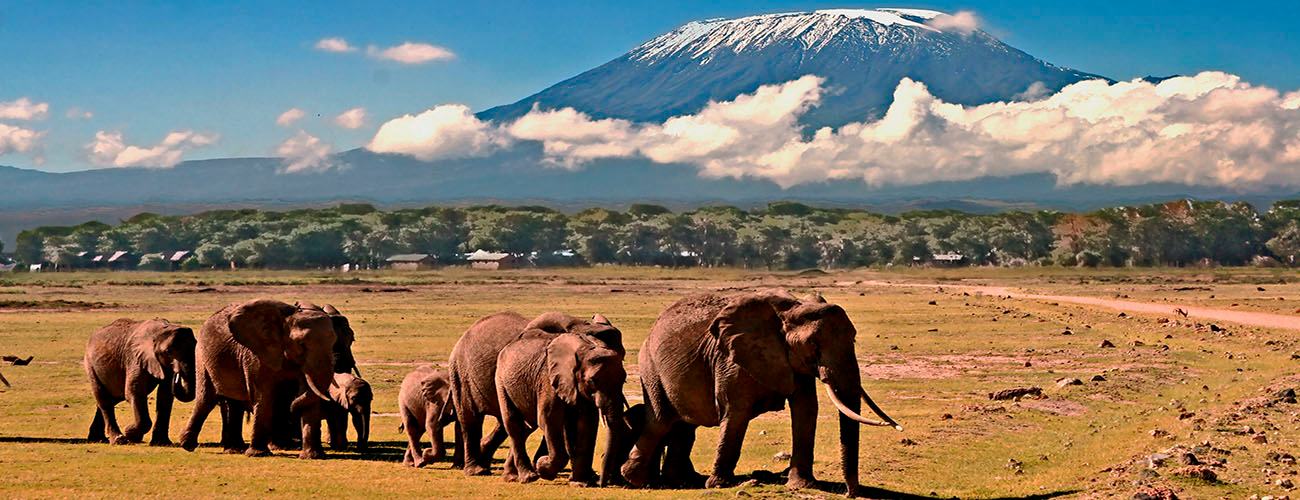 Eléphants devant le Kilimandjaro - Meilleures dates périodes pour un safari au Kenya