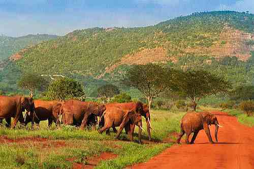 Troupeau d'éléphants rouge à Tsavo Ouest