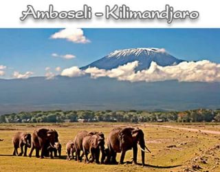 Amboseli national parc Kilimandjaro - Safari avec ou sans vol Nairobi-Diani 7 jours